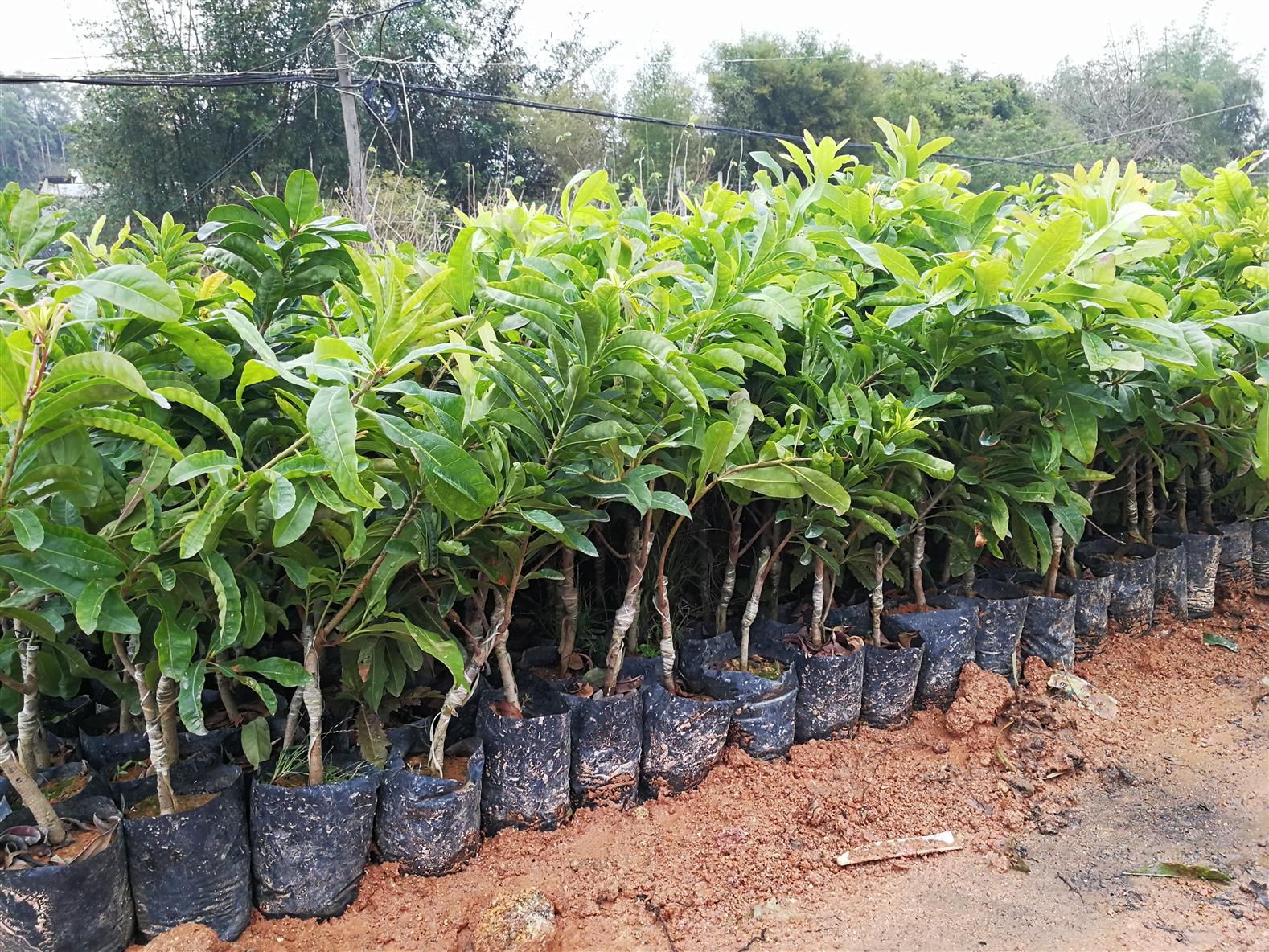 杨梅里究竟有多少寄生虫？吃之前可要注意了！