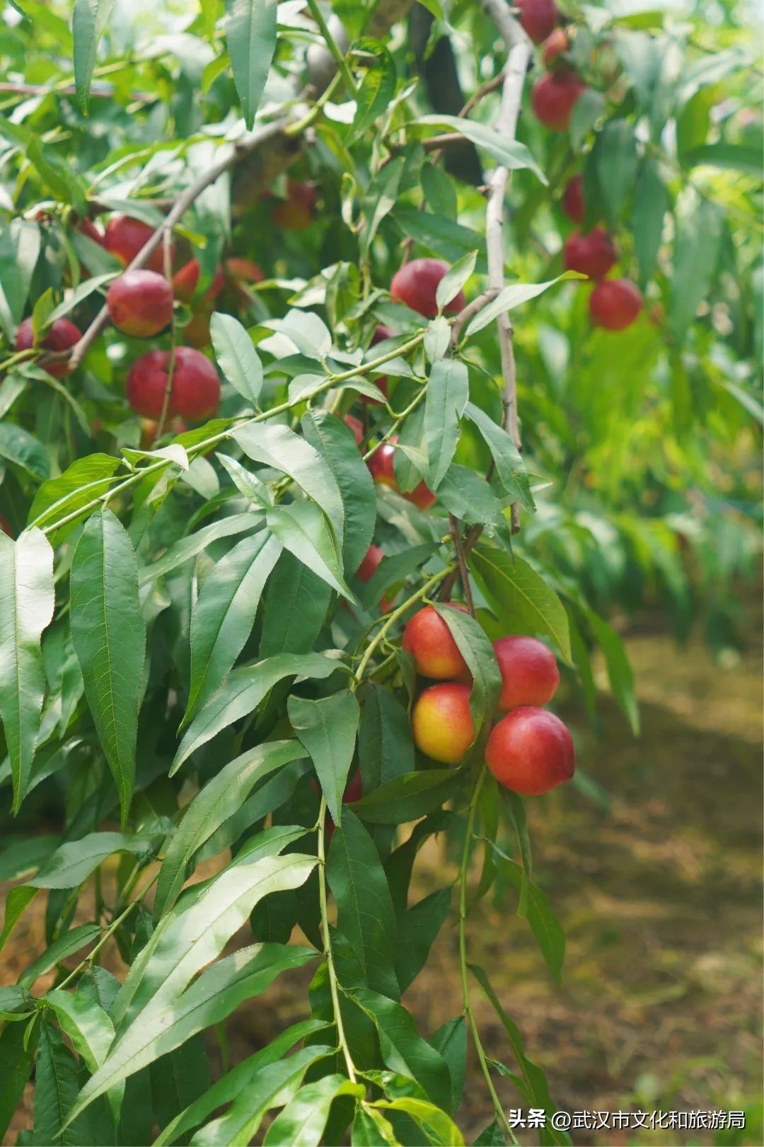 端午节私藏版游玩攻略,蔡甸2021年1月游玩攻略