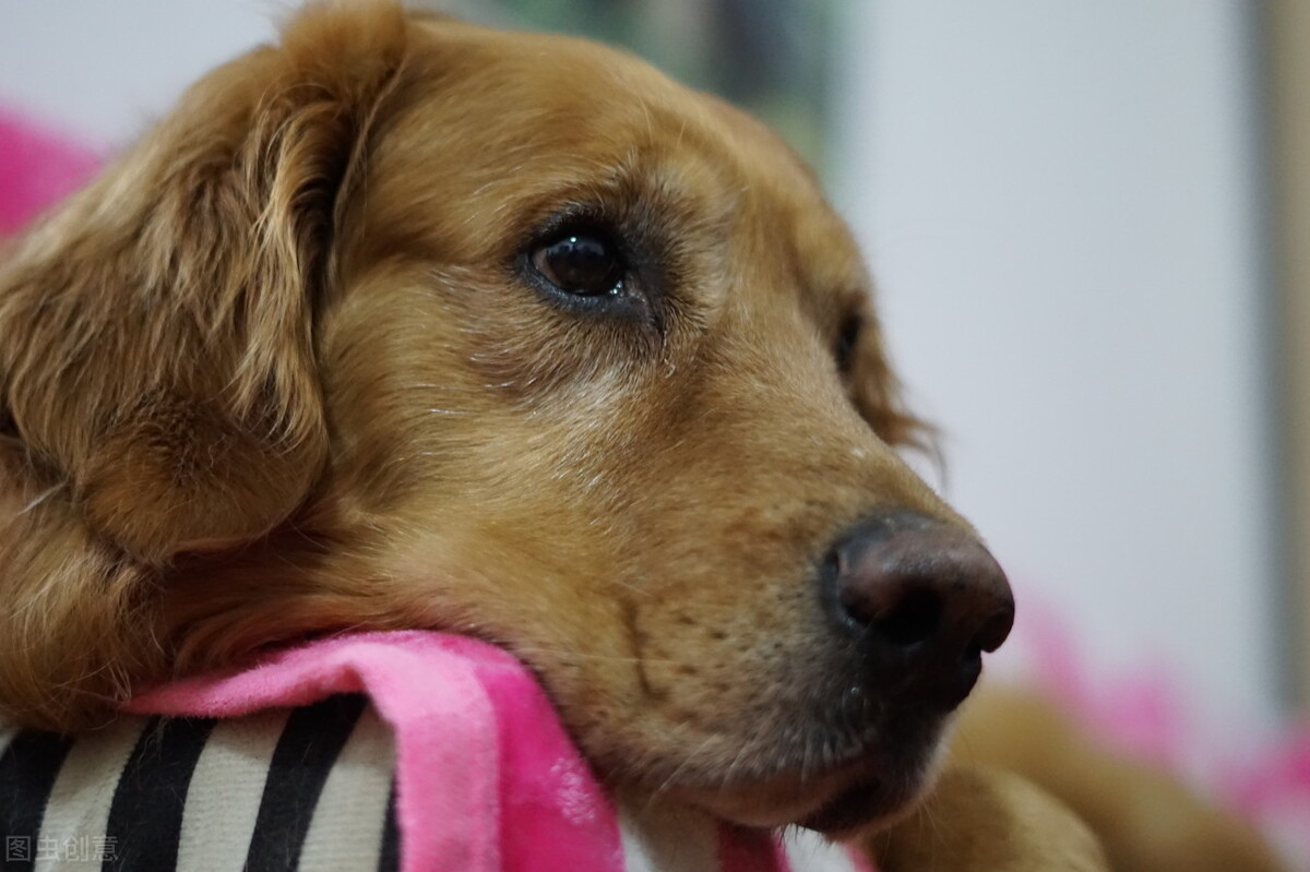 狗狗吃的钙片多少钱一盒,狗狗钙片100元一盒