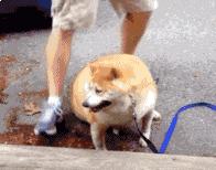 爆笑名场面动图,爆笑动图笑话大全