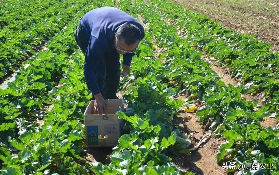 种菜已不是难事,难的是现在的菜价让人摸不着头脑