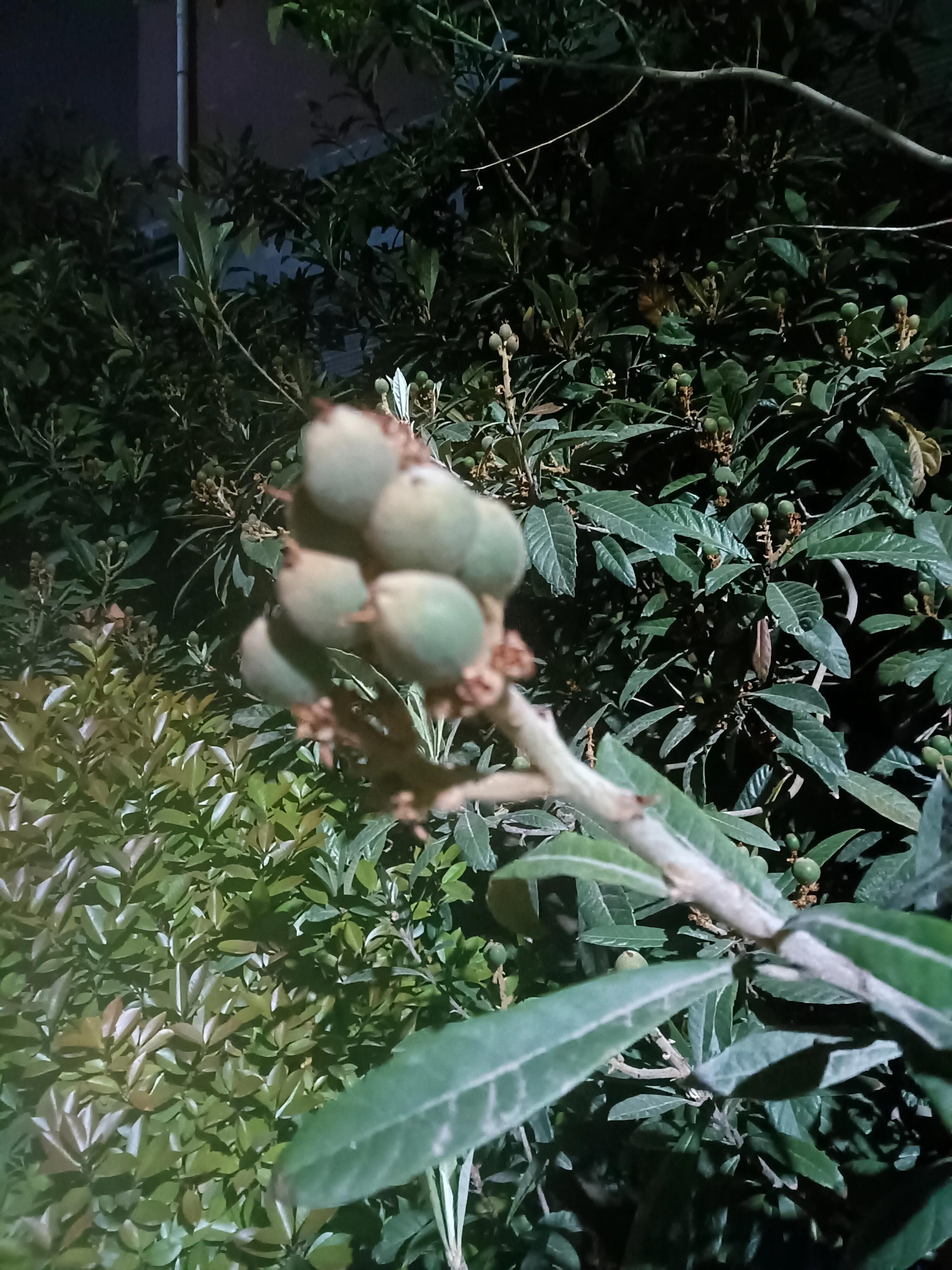 中药市场现状,中医疫情下的深度思考