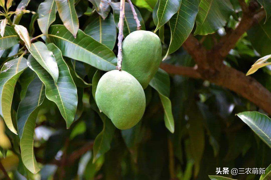 路边上的芒果千万别摘,树上种的芒果好吃吗