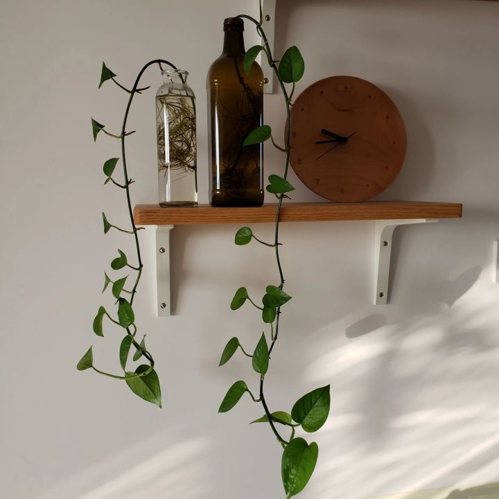 手残党也能养活的10种绿植,十种大家都在养易存活绿植