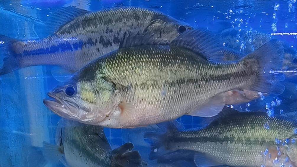 如何做好水产海鲜生意,海鲜店开店流程及费用