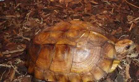 黄缘盒龟的人工饲养方法,黄额盒龟几级保护动物