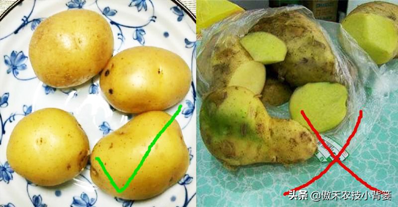 家里土豆发芽了埋到土里会长吗,放在家里的土豆发芽了怎么办