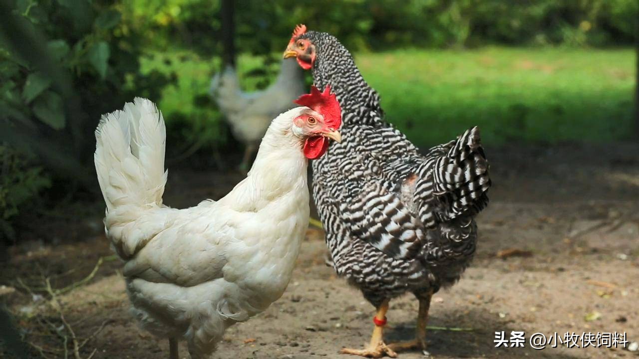 鸡中暑的症状和图片,鸡中暑最好治疗方法