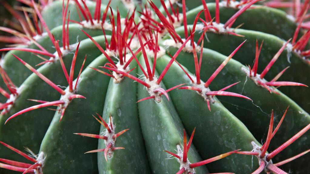 痔疮便血和肛裂便血的区别,女性痔疮肛裂便血左下腹疼