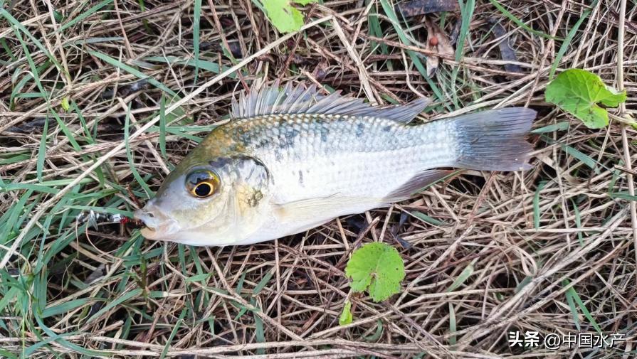 水生外来物种入侵防控工作方案,水生动物防疫