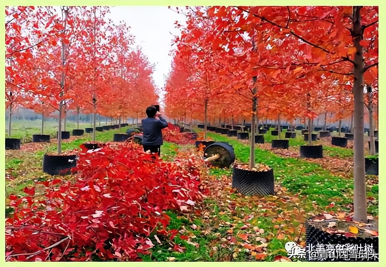 种啥树一亩竟赚10多万,一亩地种60棵树的株距和行距