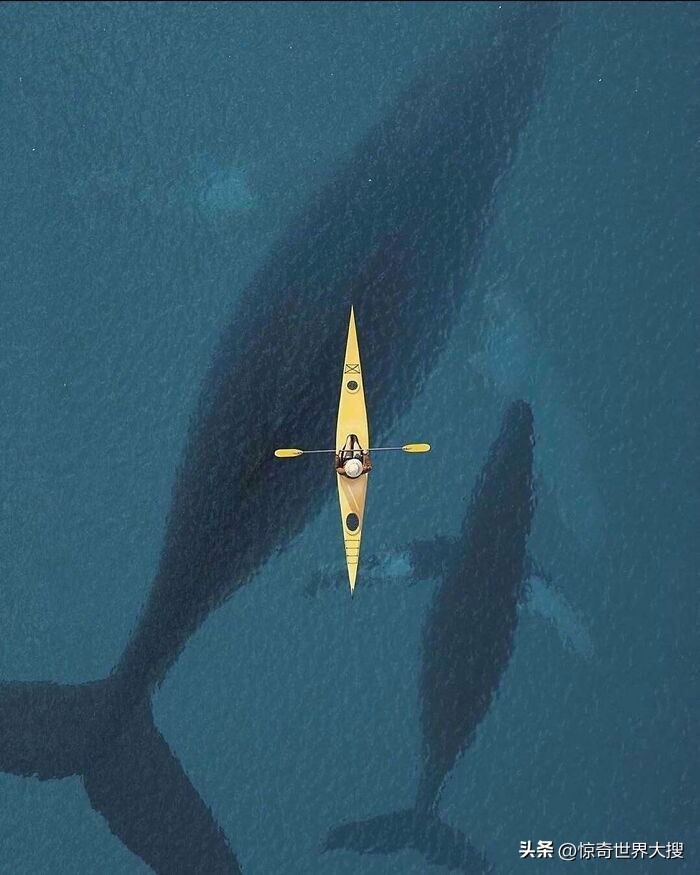 深海恐惧症最怕的100张图,深海恐惧症超长照片