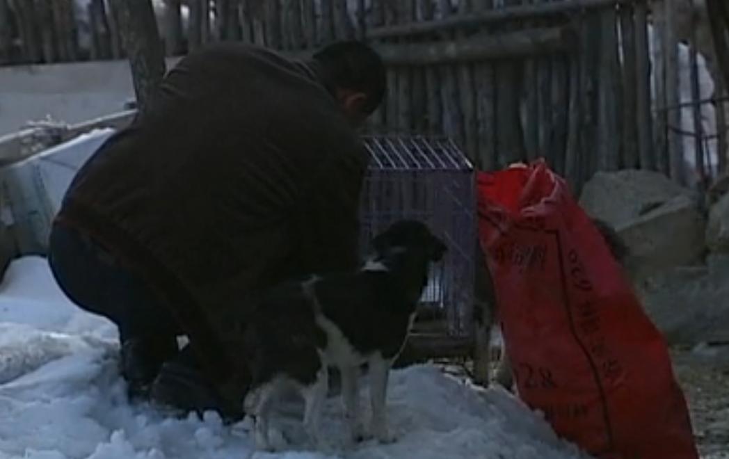 吉林一男子捡到梅花鹿,吉林男子野外捡鹿