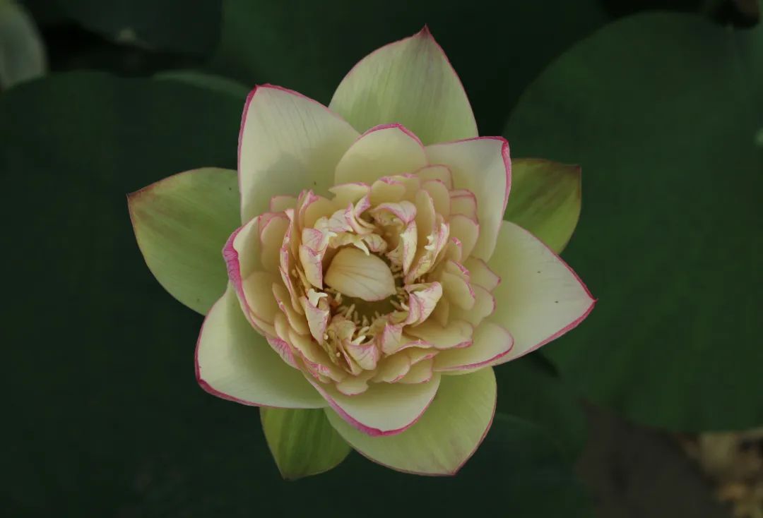 绝美的荷花品种大全图集,超好看荷花品种大型荷花