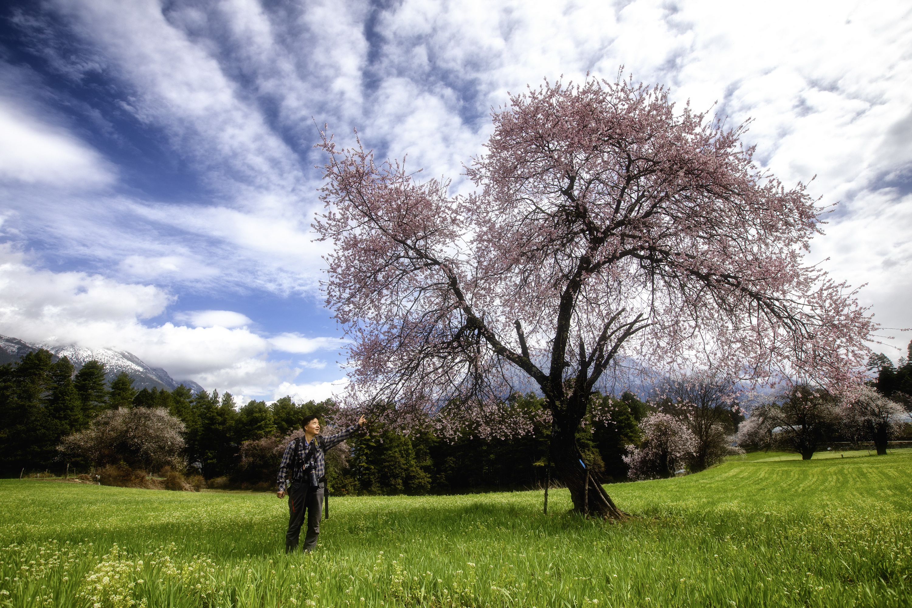 雪域林芝桃花图片 (在雪域江南西藏林芝邂逅漫山桃花)