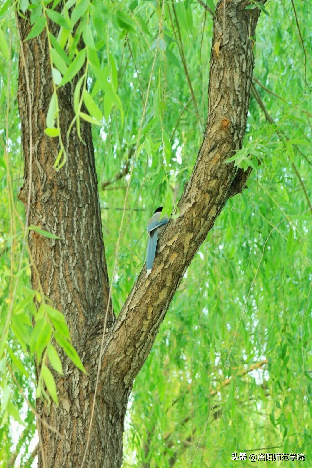 当洛师邂逅43种中国传统色……
