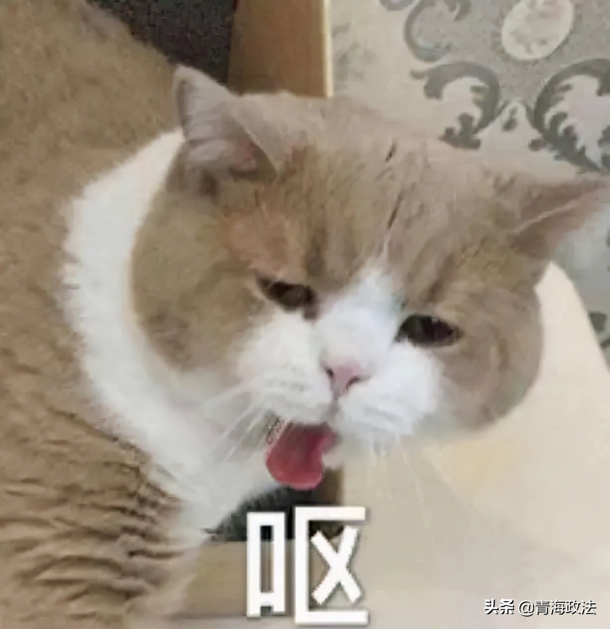 看了315晚会有何感想,看315晚会感受