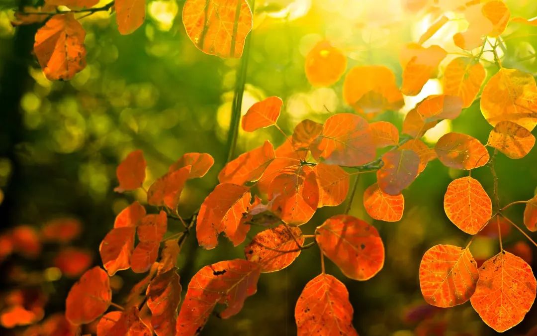 秋燥怎么办,秋燥上火怎么办