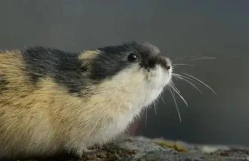 被人赶下悬崖的旅鼠，人为制造的旅鼠自杀事件