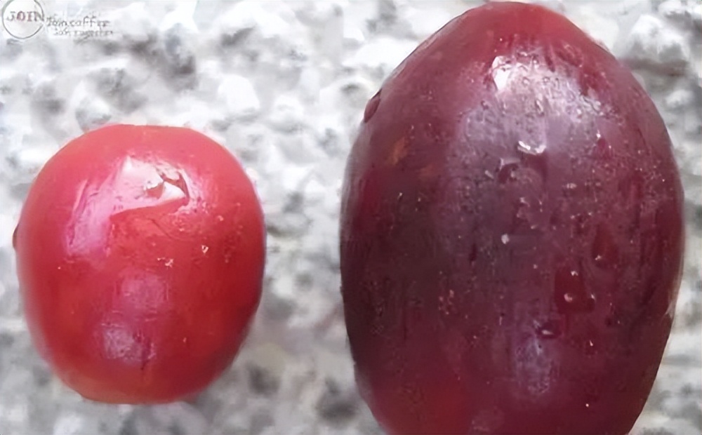 肯尼亚咖啡为什么酸,肯尼亚咖啡aa是什么品种