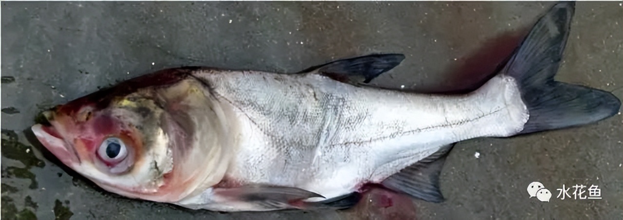 鱼出现败血症怎么治疗,鱼得了败血症怎么治