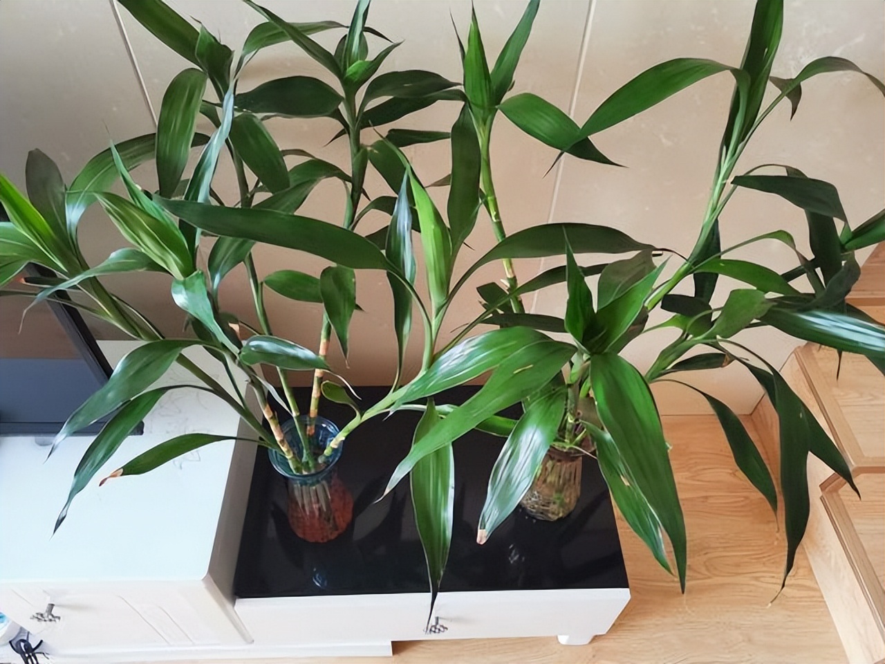 富贵竹水发臭黄叶杆干瘪,水培富贵竹水浑浊怎么办