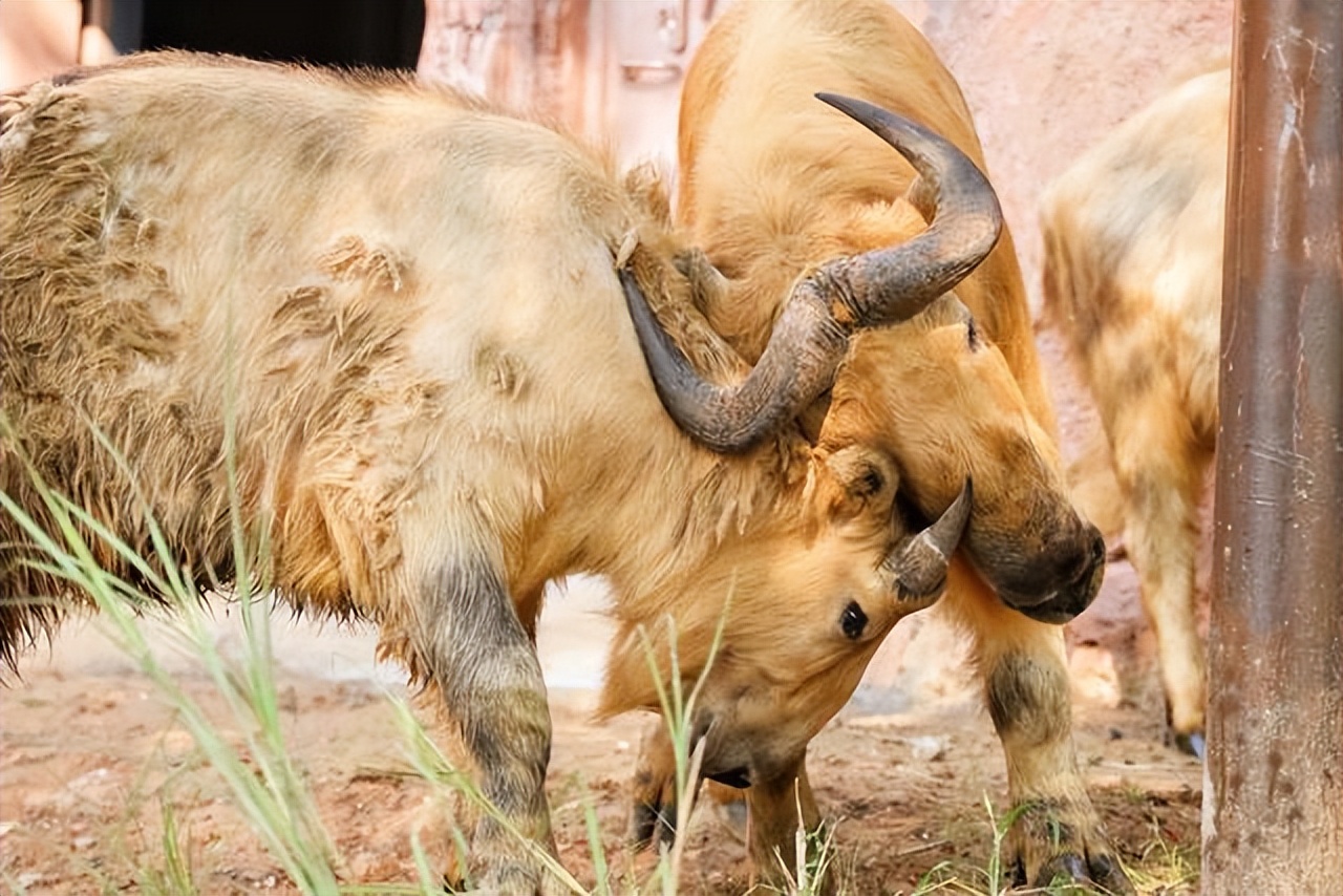 羚牛国宝,金毛羚牛