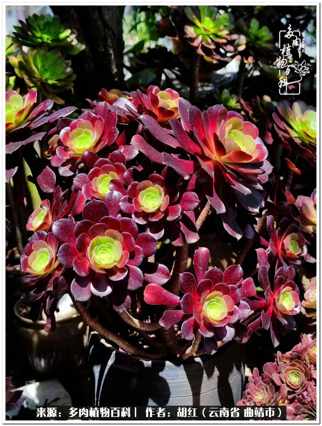 多肉植物里的糖,多肉生活的调味剂