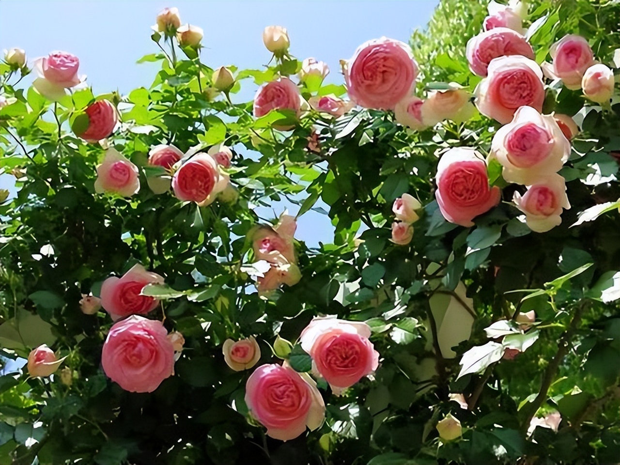 庭院种植满树花好不好风水,农村小院栽什么树旺宅