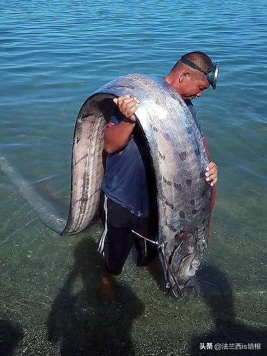 海怪“地震鱼”现身台湾！足有6米长，近期会发生地震海啸吗？