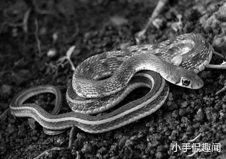 民间故事：岳母醉酒误入洞房，洞床下公鸡斗蜈蚣，和尚说她在救你