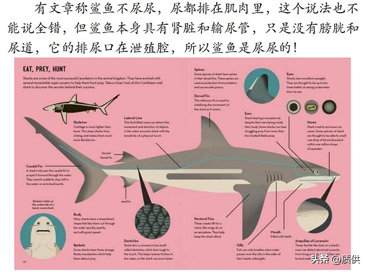 人类为什么只吃鲨鱼,为什么人类只吃鱼翅