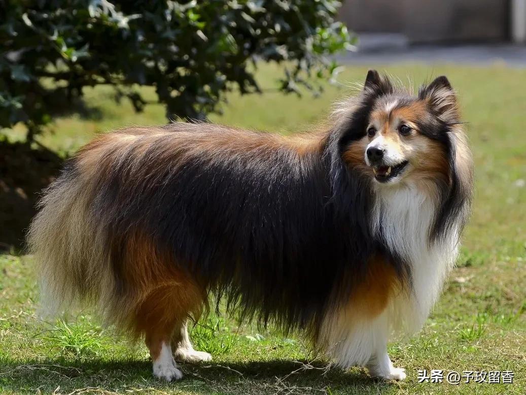 宠物狗应该怎么养详细介绍科普,宠物狗喂养及训练方法有哪些