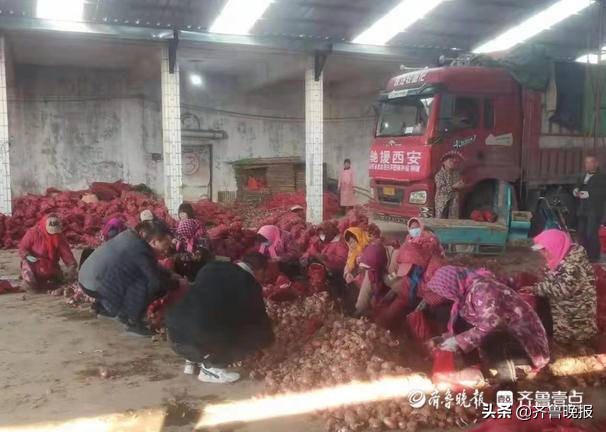 爱心助力抗击疫情捐赠蔬菜,菏泽农民捐20吨洋葱助力西安防疫