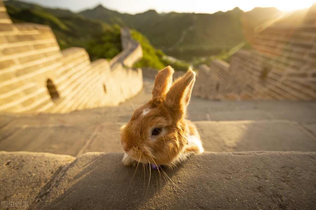 养兔知识大全,养兔兔子眼流水睁不开怎么办
