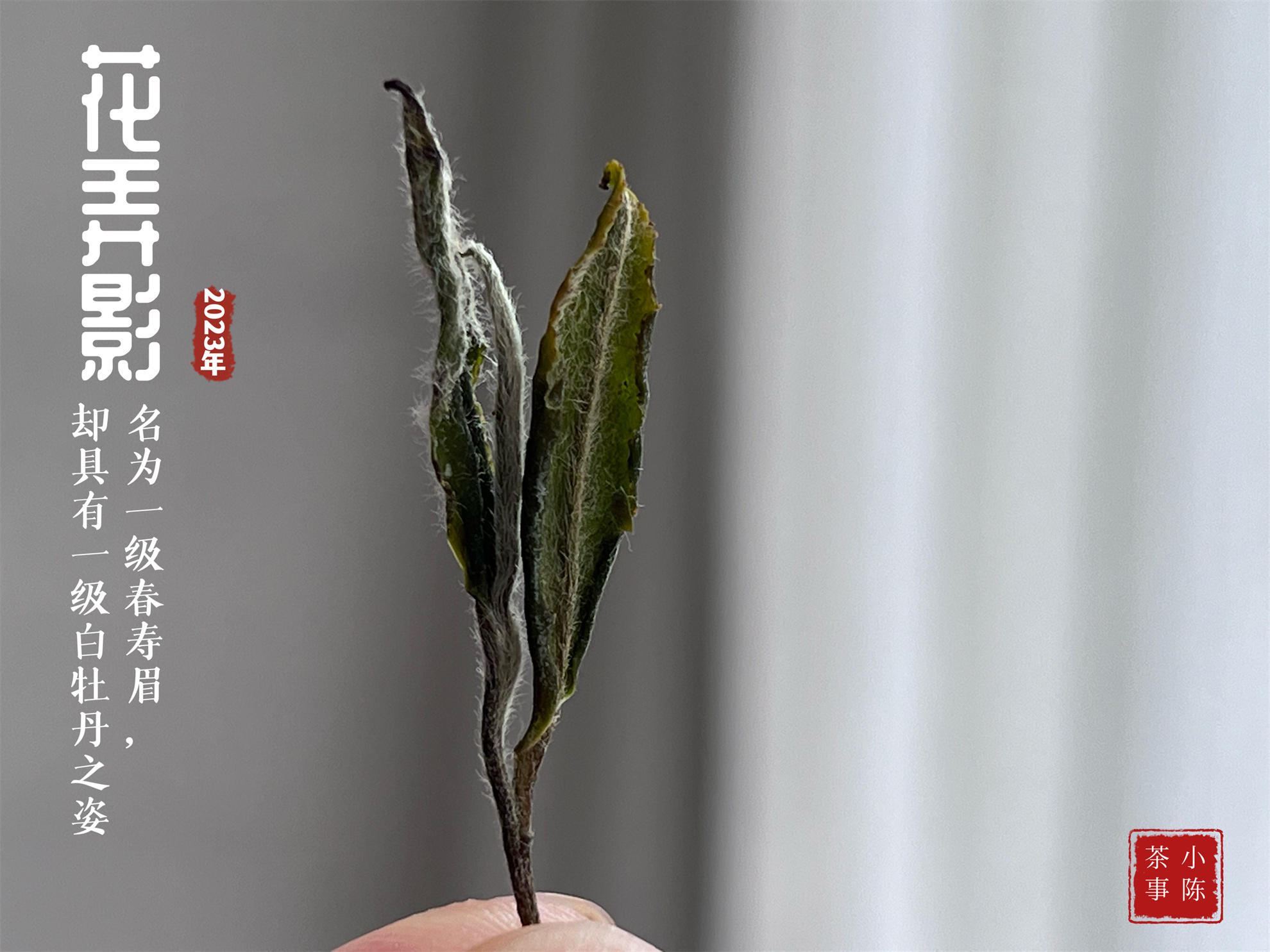 100克白茶400元,100元以内的白茶推荐