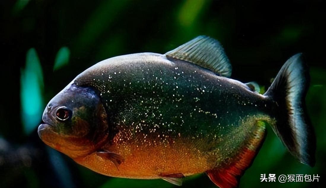 亚马逊雨林生存100天,亚马逊雨林生存楚河