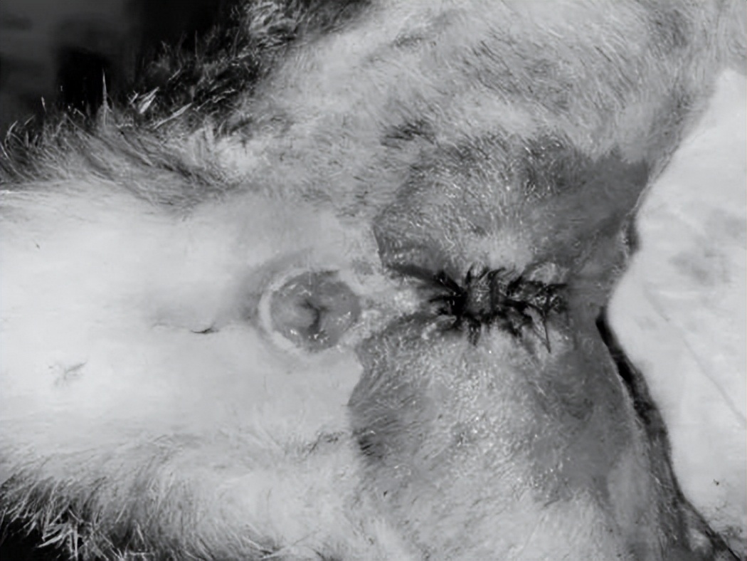 铲屎官必看!解决猫咪难以言说的泌尿道之痛—尿道口闭塞