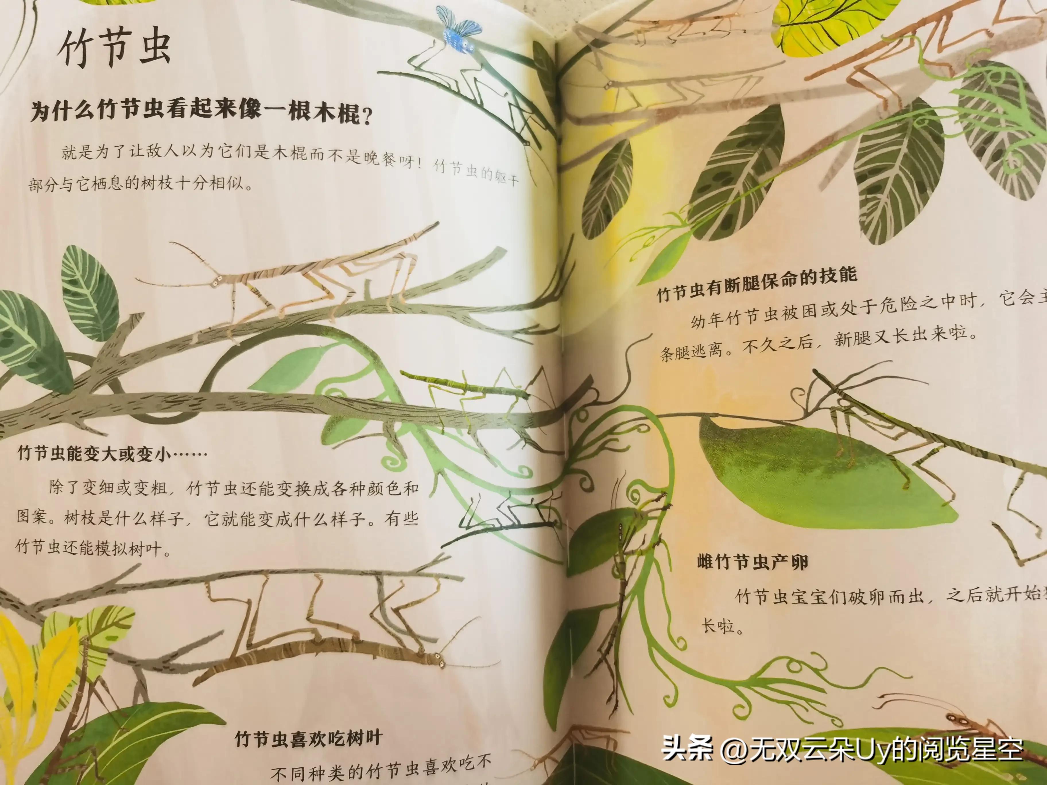 【绘本阅读⑦】虫虫！！！别怕，都躲进书里啦！找到它！