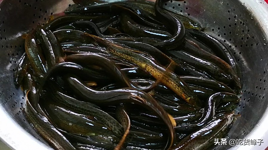 泥鳅美味营养价值还非常高,所有的泥鳅都有很高的营养价值吗