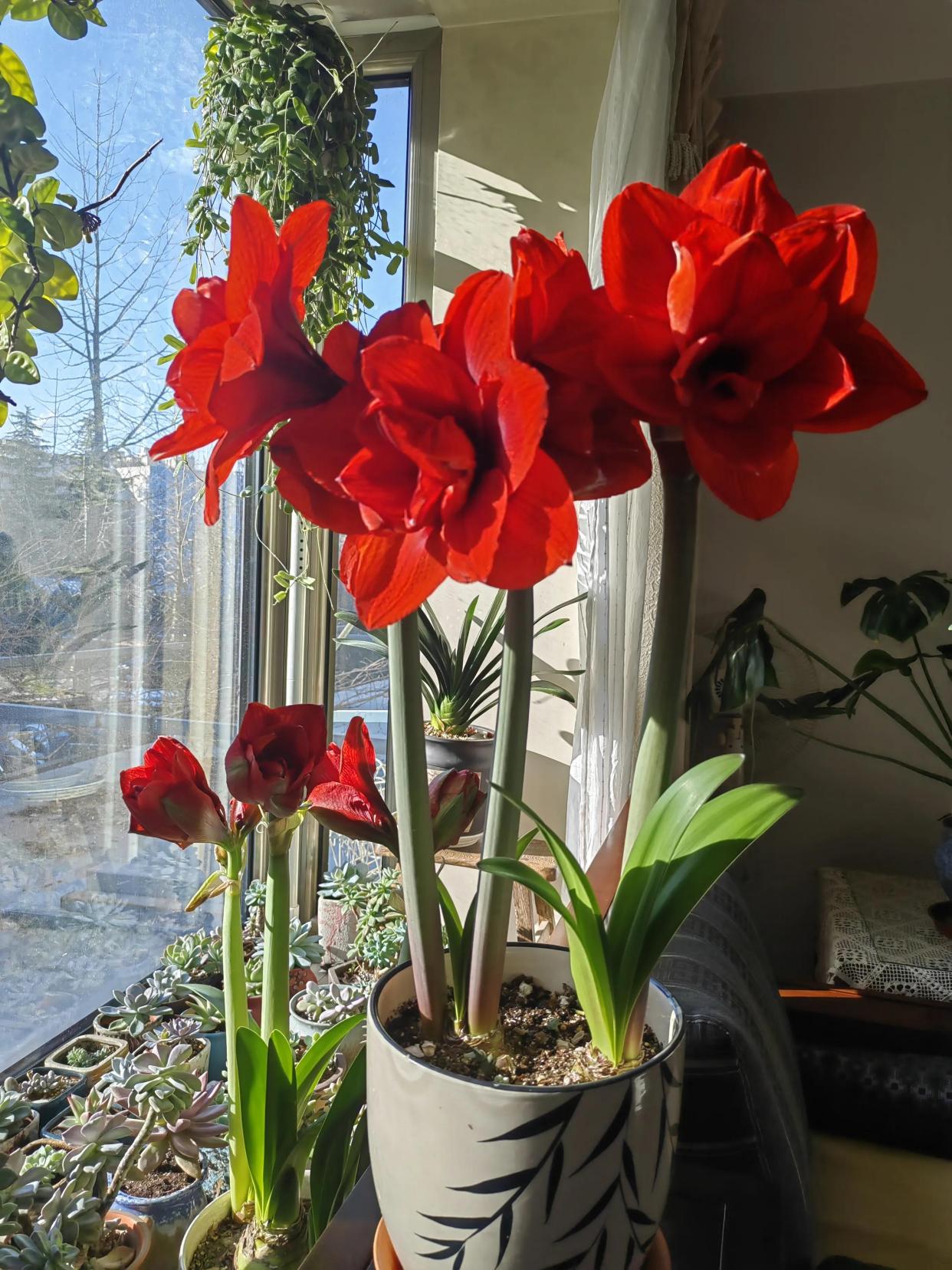 家养3种富贵花福气好运挡不住,七种富贵花图片