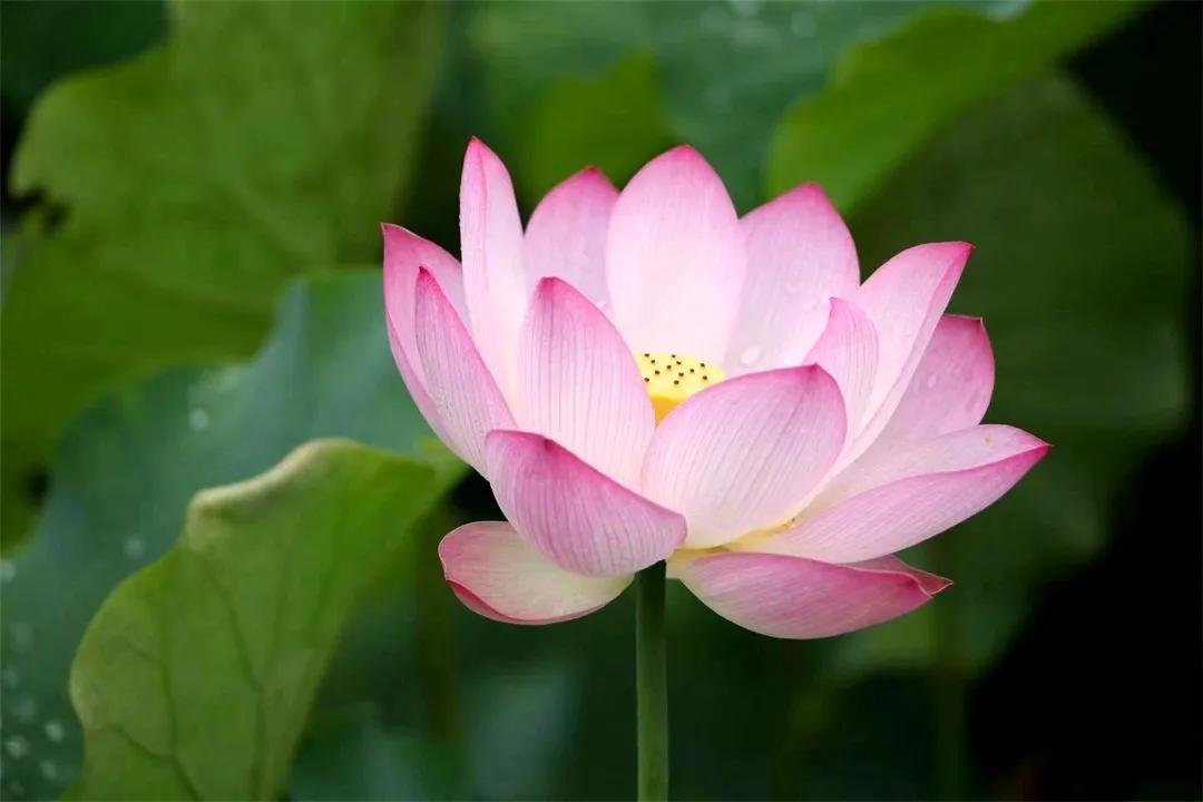 从化草埔村荷花游记,从化小杉村游玩攻略油菜花