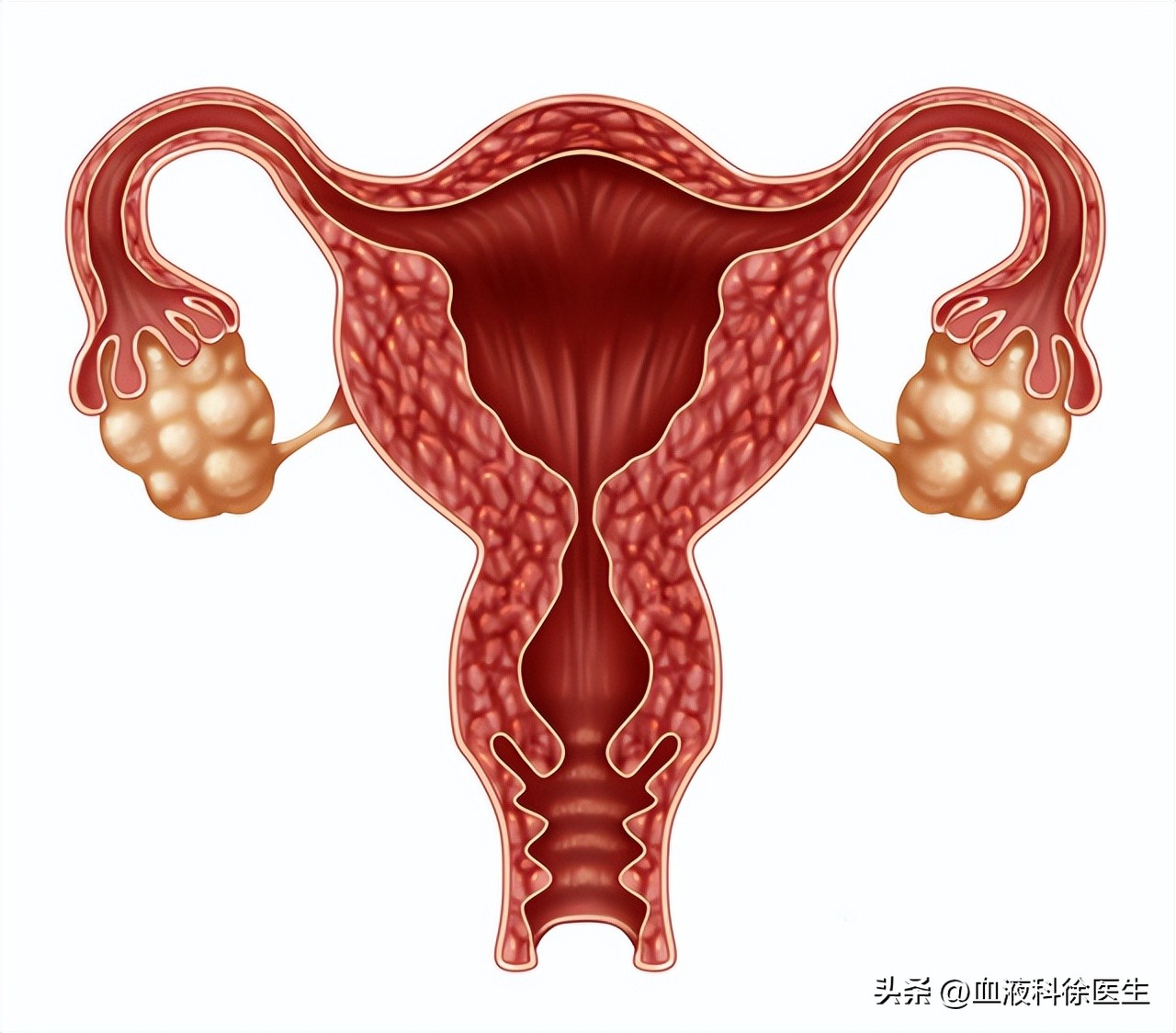 女性卵巢早衰还能有生育的机会吗,年轻女性身体出现11种症状需警惕