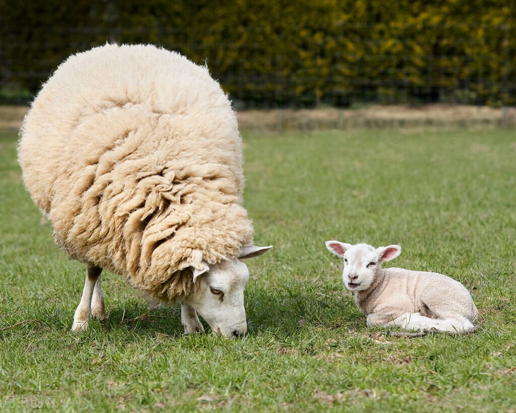 羊子宫炎用什么药最好,羊子宫有炎症怎么治