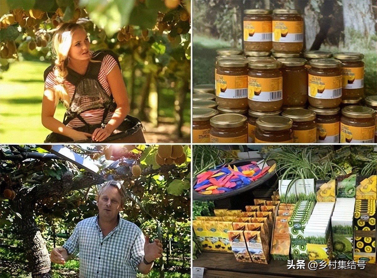 奇异果之都蒂普基地形图,新西兰奇异果小镇蒂普基