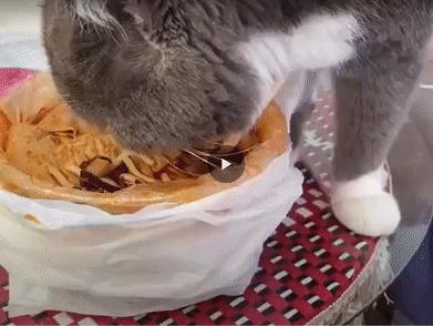 没洗干净的猪大肠到底臭不臭,猪大肠3年没洗是真的吗