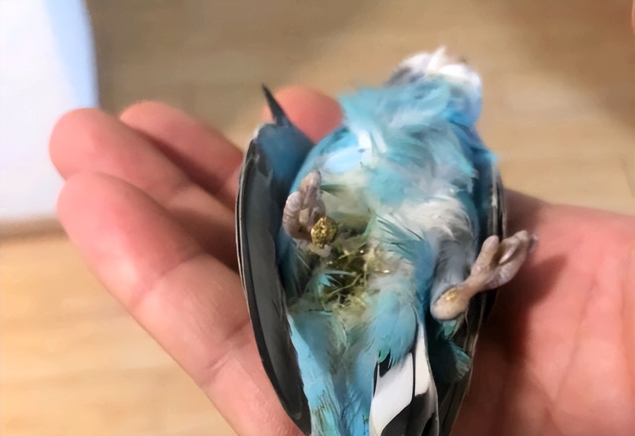 玄凤鹦鹉吃什么增重,玄凤鹦鹉怎么养增重更快