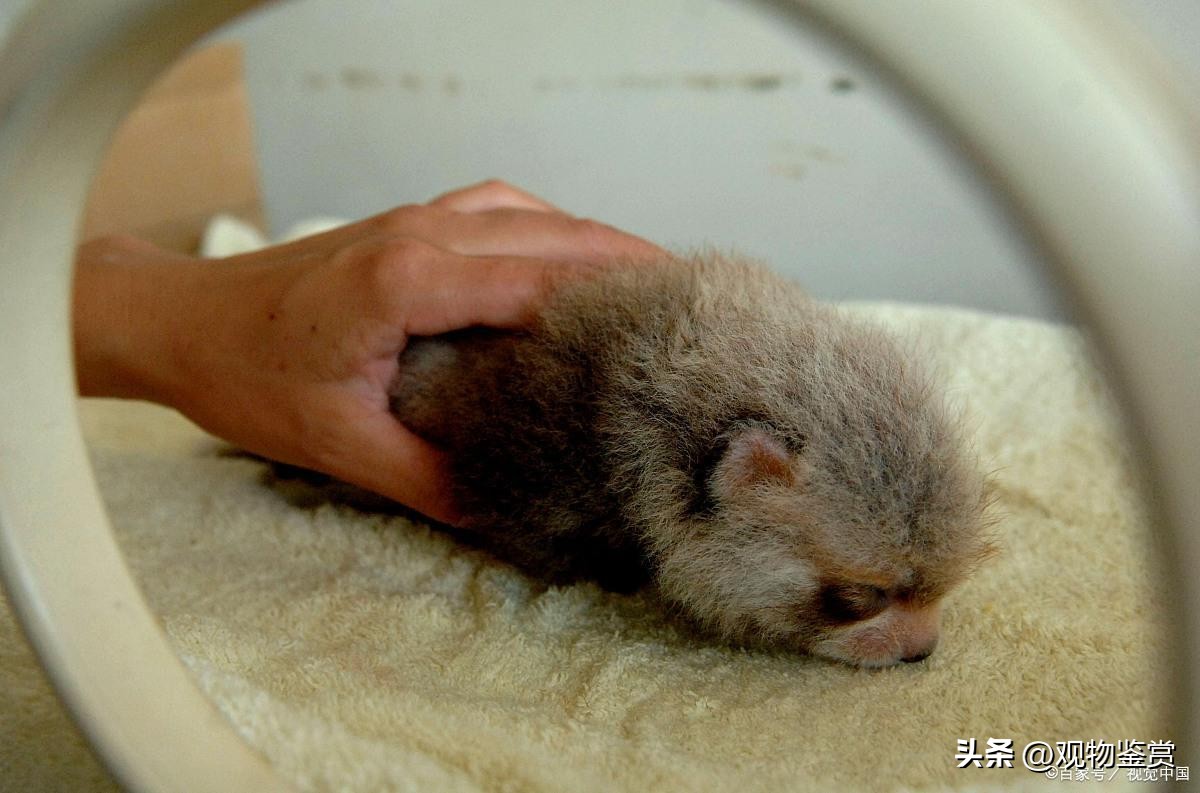 仓鼠打架出血了怎么处理,仓鼠打架为什么会被咬出血