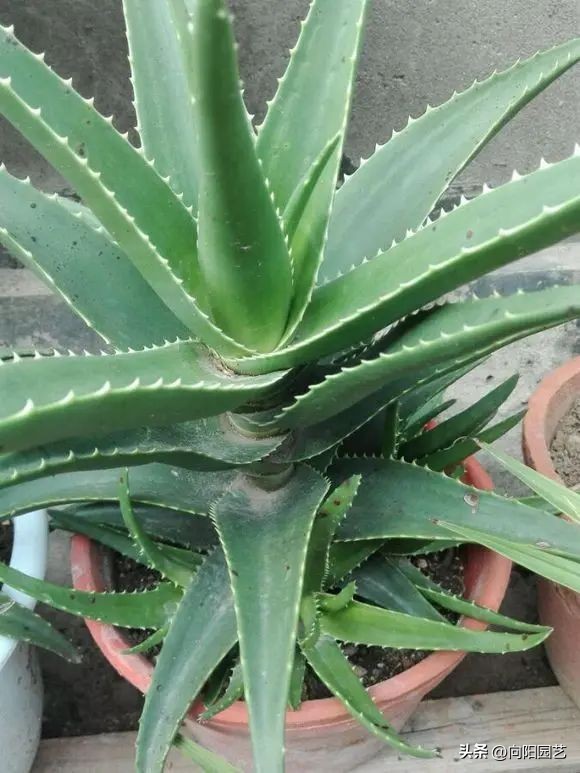 非常耐阴的绿植非常适合室内养护,家养最好养的绿植推荐