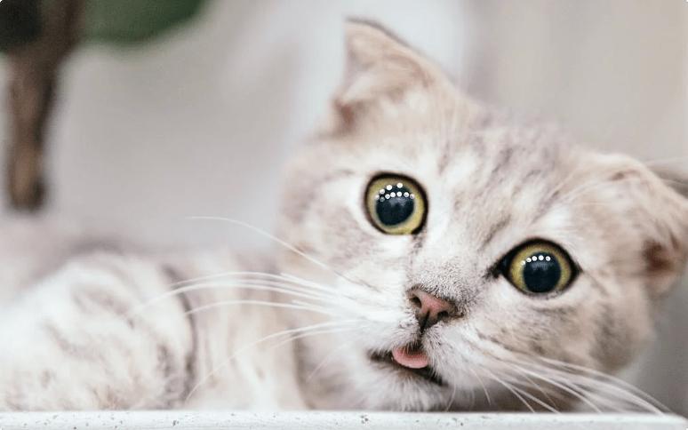 小李子猫罐头,小李子薄荷猫罐头